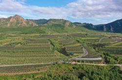 赤峰野山葡萄批發(fā)電話是多少號(hào)