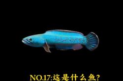 赤峰雷龍魚專賣店電話地址查詢