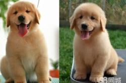 赤峰犬類(lèi)養(yǎng)殖場(chǎng)地址電話號(hào)碼