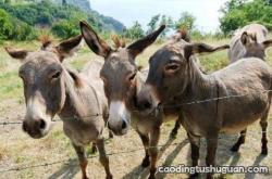 赤峰養(yǎng)驢托管地址電話號碼查詢