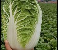 赤峰大白菜售賣電話號碼是多少