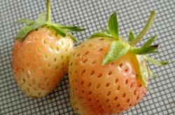 赤峰佳友草莓園電話多少號