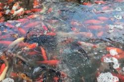 赤峰金魚養(yǎng)殖場電話多少號