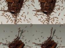 赤峰市螞蟻畫室電話號碼查詢