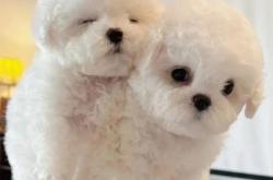 赤峰比熊狗場電話地址查詢號碼