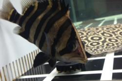 赤峰周邊賣缸魚的地方電話號(hào)碼