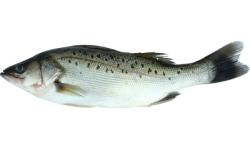 赤峰冰鮮水產(chǎn)批發(fā)電話地址查詢