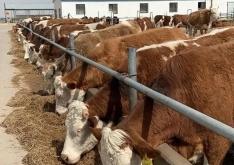 赤峰速凍牛肩肉批發(fā)電話地址