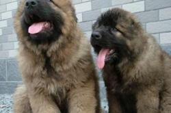 赤峰買狗賣狗電話號碼多少