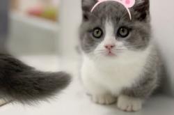 赤峰市貓咪寵物店電話號(hào)碼