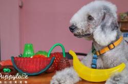 赤峰汪喵寵物港電話號碼查詢