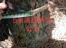 赤峰油松樹苗出售電話是多少號(hào)