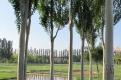 赤峰市苗圃基地楊樹林電話號碼