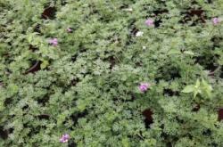 赤峰美女櫻杯苗商家電話