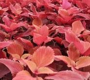 赤峰進(jìn)口彩葉草批發(fā)電話號(hào)碼