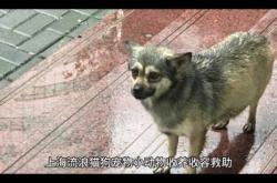 赤峰救助小貓電話號(hào)碼是多少號(hào)