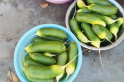 赤峰市區(qū)蔬菜包子店電話號(hào)碼