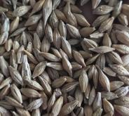 赤峰大麥批發(fā)電話號(hào)碼多少號(hào)