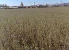 赤峰檸條批發(fā)電話號(hào)碼查詢