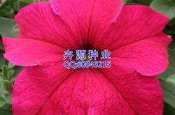 赤峰豐加種子公司電話號(hào)碼