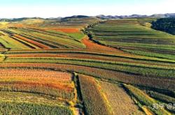 赤峰收曲麻菜電話號碼多少