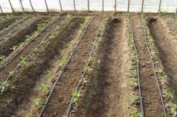 赤峰滴灌帶銷售商電話號(hào)碼