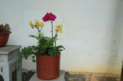 赤峰市清雅蘭苑社區(qū)電話號碼