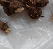 赤峰梅花糕批發(fā)電話號碼查詢