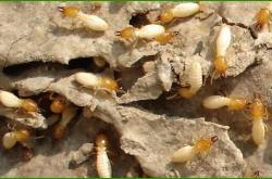 赤峰市滅老鼠電話號(hào)碼查詢