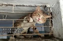 赤峰救助貓咪電話號(hào)碼是多少號(hào)