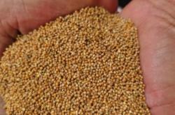 赤峰賣麩皮的地方電話號碼是多少