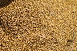 赤峰谷子種子出售電話是多少號(hào)