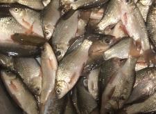 赤峰水泉老丁垂釣基地電話號(hào)碼