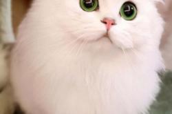 赤峰金吉拉修理電話號碼查詢