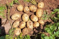 赤峰小吃街土豆片店電話號(hào)碼