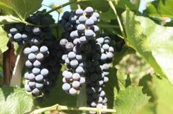 赤峰徐家葡萄園電話號(hào)碼查詢