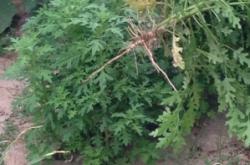 赤峰賣(mài)桑拿板電話(huà)多少號(hào)碼