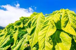 赤峰市有煙絲店嗎電話號(hào)碼