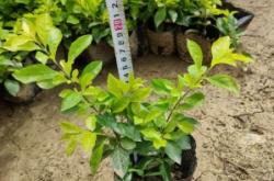 赤峰彩葉草盆花批發(fā)電話地址