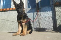 赤峰狼青領(lǐng)養(yǎng)中心電話是多少號