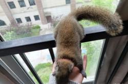 赤峰寵物松鼠基地電話多少號(hào)