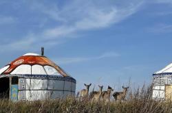 赤峰狗狗救援隊電話是多少號