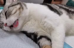 赤峰明洋動物診所電話號碼查詢