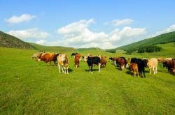 赤峰蔭營超市電話號碼多少