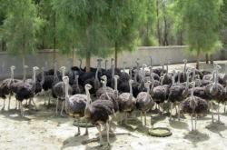 赤峰市鴕鳥養(yǎng)殖場(chǎng)電話