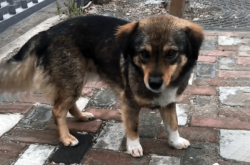 赤峰收流浪狗的地方電話號(hào)碼