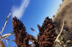 赤峰高粱秸稈回收公司電話(huà)號(hào)碼