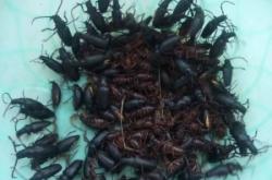 赤峰收曲麻菜電話多少號