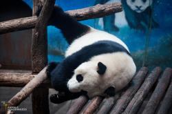 赤峰紅山動(dòng)物園電話(huà)號(hào)碼多少