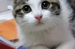 赤峰貓王家具專賣店電話號碼